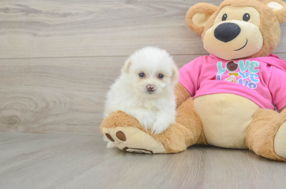 5 week old Pomachon Puppy For Sale - Premier Pups