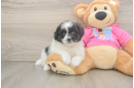 Pomachon Pup Being Cute