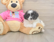 5 week old Pomachon Puppy For Sale - Premier Pups