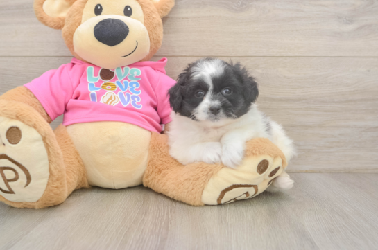 Pomachon Pup Being Cute
