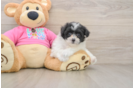 Adorable Pom Frise Designer Puppy