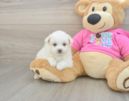 5 week old Pomachon Puppy For Sale - Premier Pups