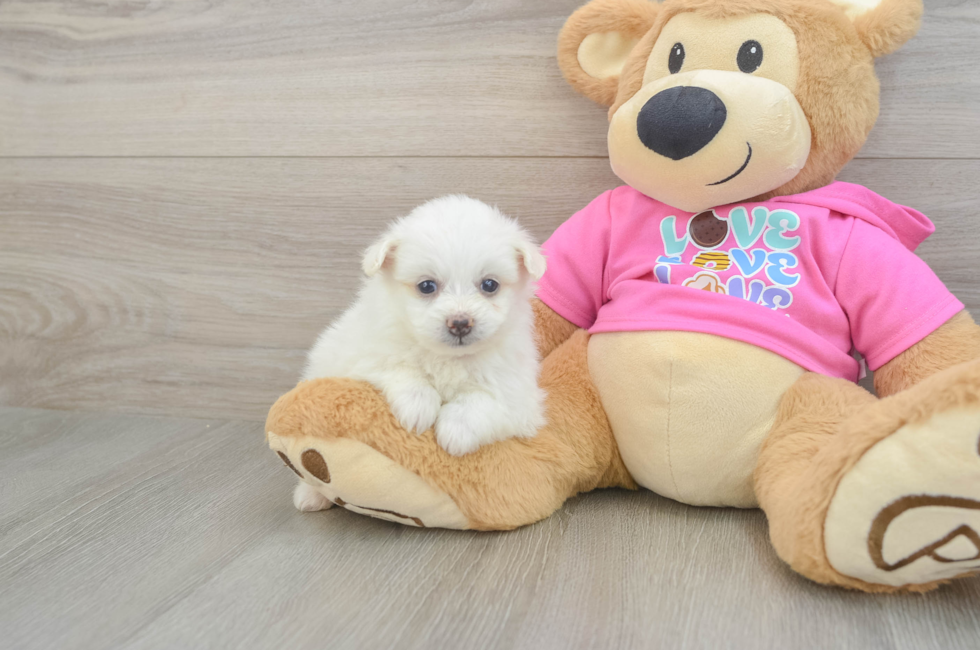 5 week old Pomachon Puppy For Sale - Premier Pups