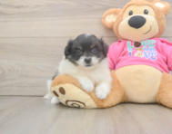 5 week old Pomachon Puppy For Sale - Premier Pups
