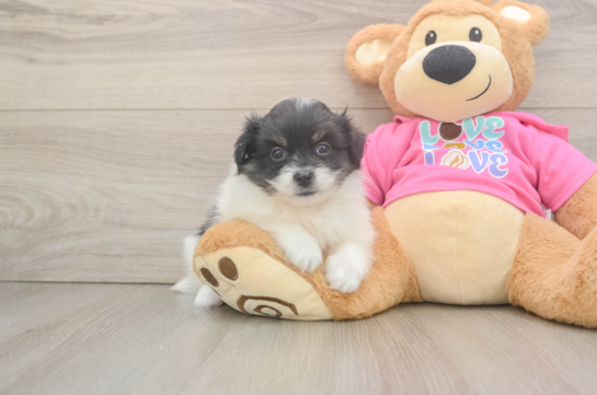 Petite Pomachon Designer Pup