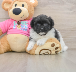 8 week old Pomachon Puppy For Sale - Premier Pups