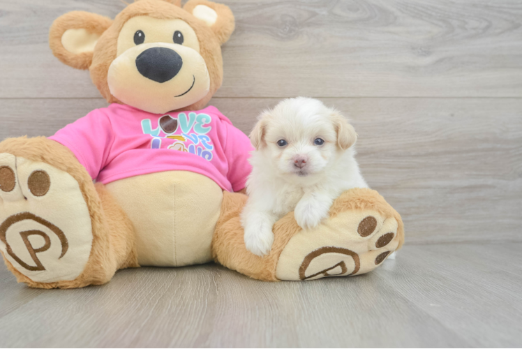 Little Pom Frise Designer Puppy