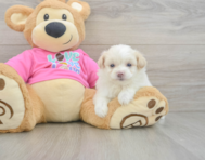 5 week old Pomachon Puppy For Sale - Premier Pups