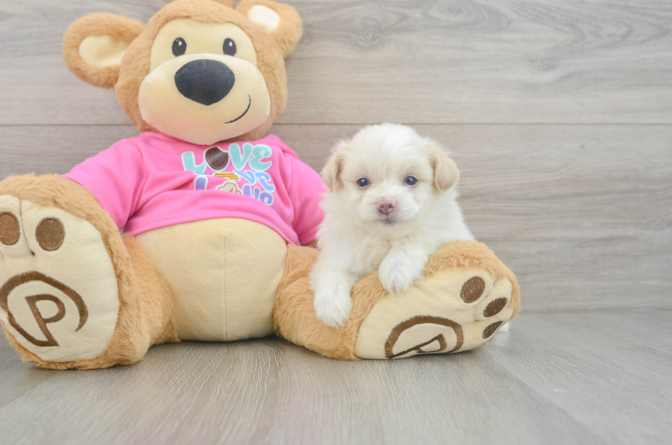 5 week old Pomachon Puppy For Sale - Premier Pups