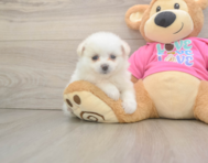5 week old Pomachon Puppy For Sale - Premier Pups