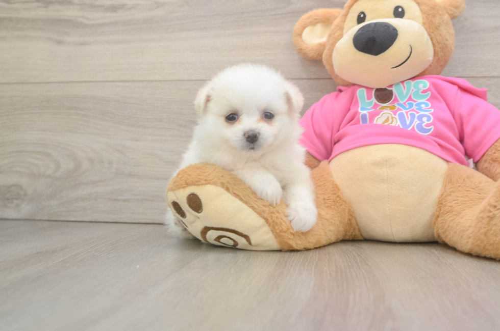 5 week old Pomachon Puppy For Sale - Premier Pups