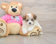 6 week old Pomachon Puppy For Sale - Premier Pups