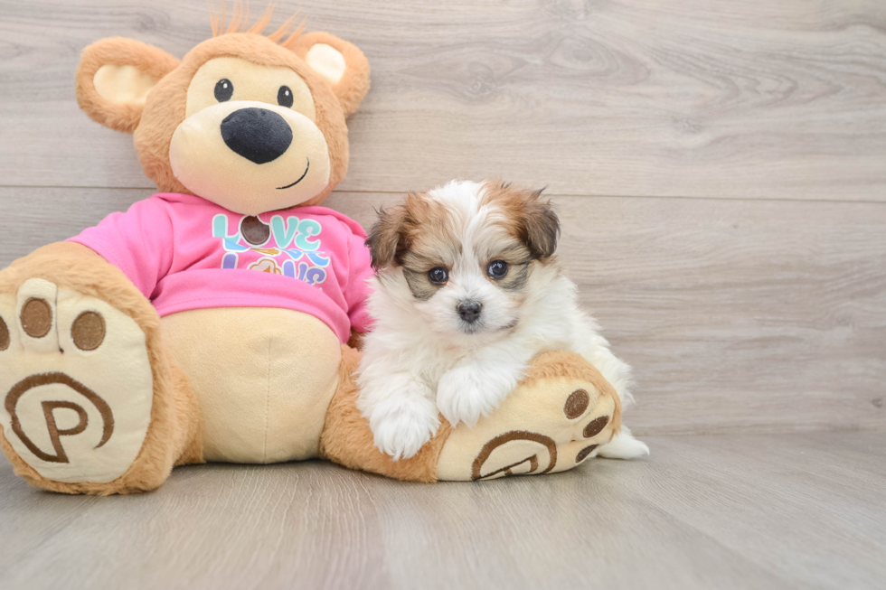 Pomachon Puppy for Adoption