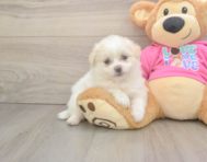 5 week old Pomachon Puppy For Sale - Premier Pups