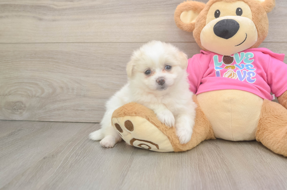 5 week old Pomachon Puppy For Sale - Premier Pups