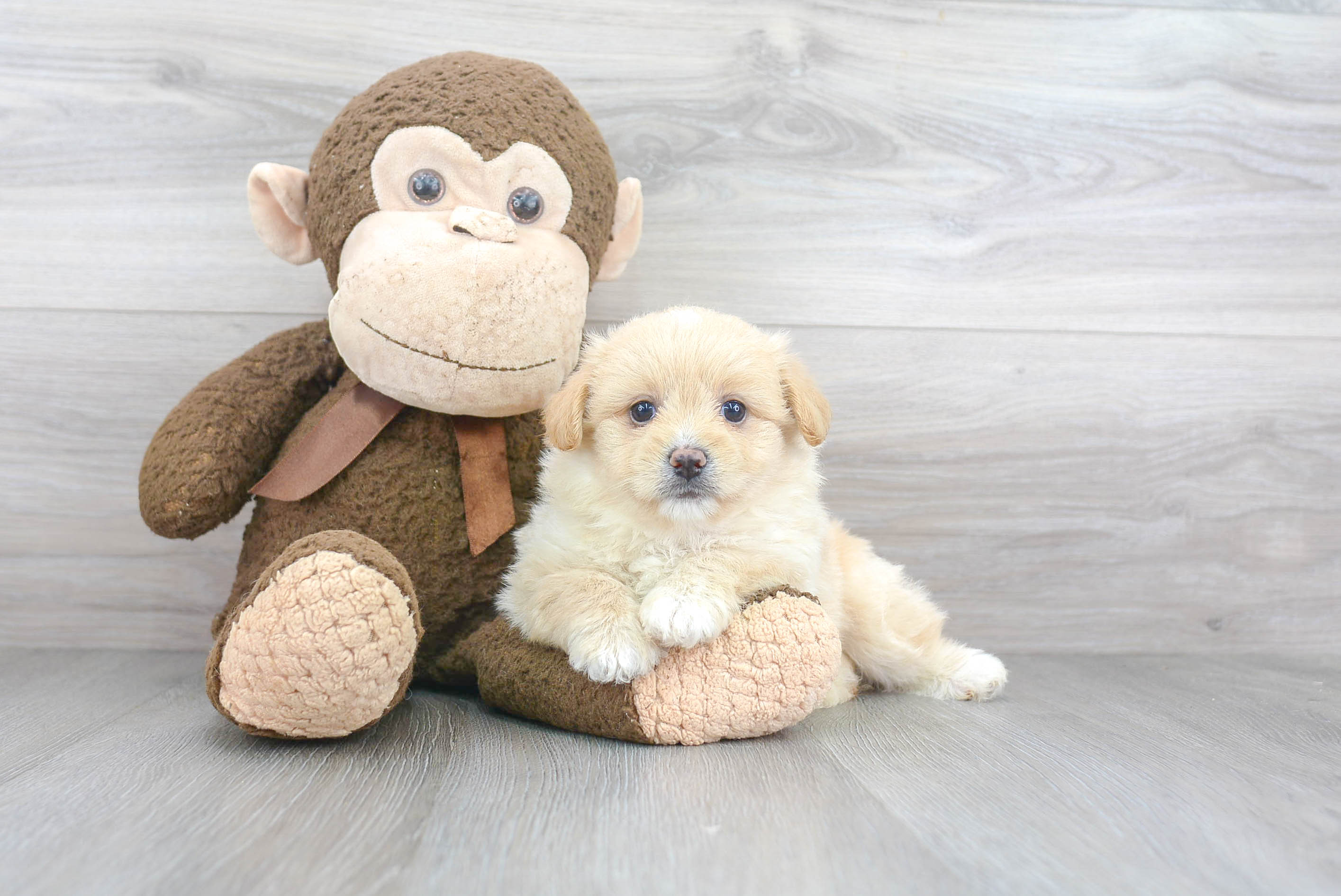 Fluffy Pomachon Designer Pup