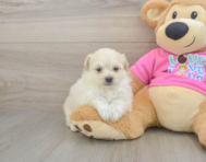 5 week old Pomachon Puppy For Sale - Premier Pups