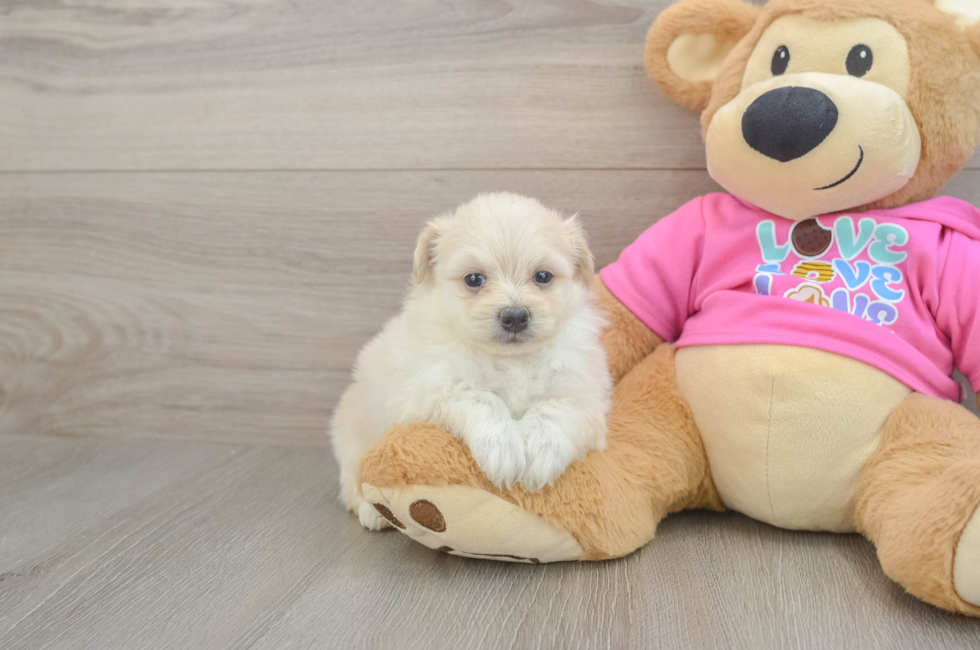 5 week old Pomachon Puppy For Sale - Premier Pups