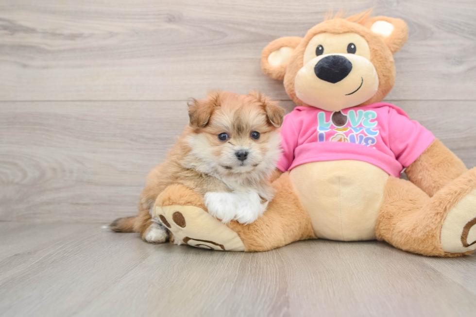 Pomachon Pup Being Cute