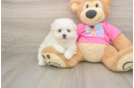 Small Pomachon Baby