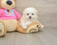 8 week old Pomachon Puppy For Sale - Premier Pups