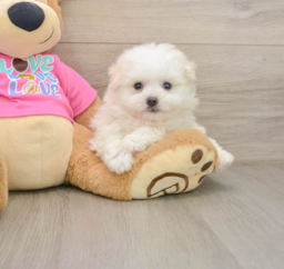 6 week old Pomachon Puppy For Sale - Premier Pups