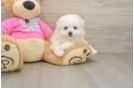 Pomachon Pup Being Cute