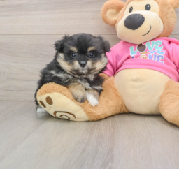 8 week old Pomachon Puppy For Sale - Premier Pups