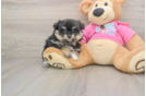Energetic Pom Frise Designer Puppy
