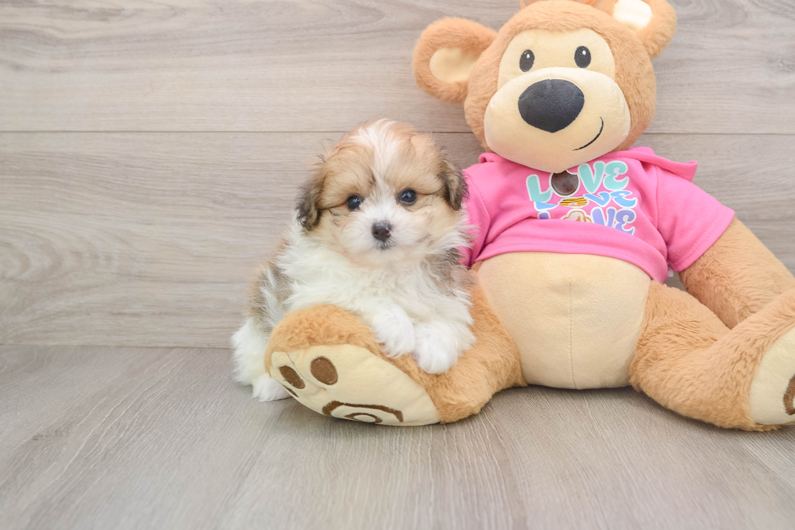 Best Pomachon Baby