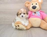 6 week old Pomachon Puppy For Sale - Premier Pups