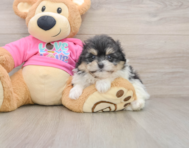 7 week old Pomachon Puppy For Sale - Premier Pups