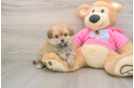 Friendly Pomachon Baby