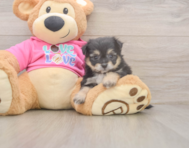 5 week old Pomachon Puppy For Sale - Premier Pups