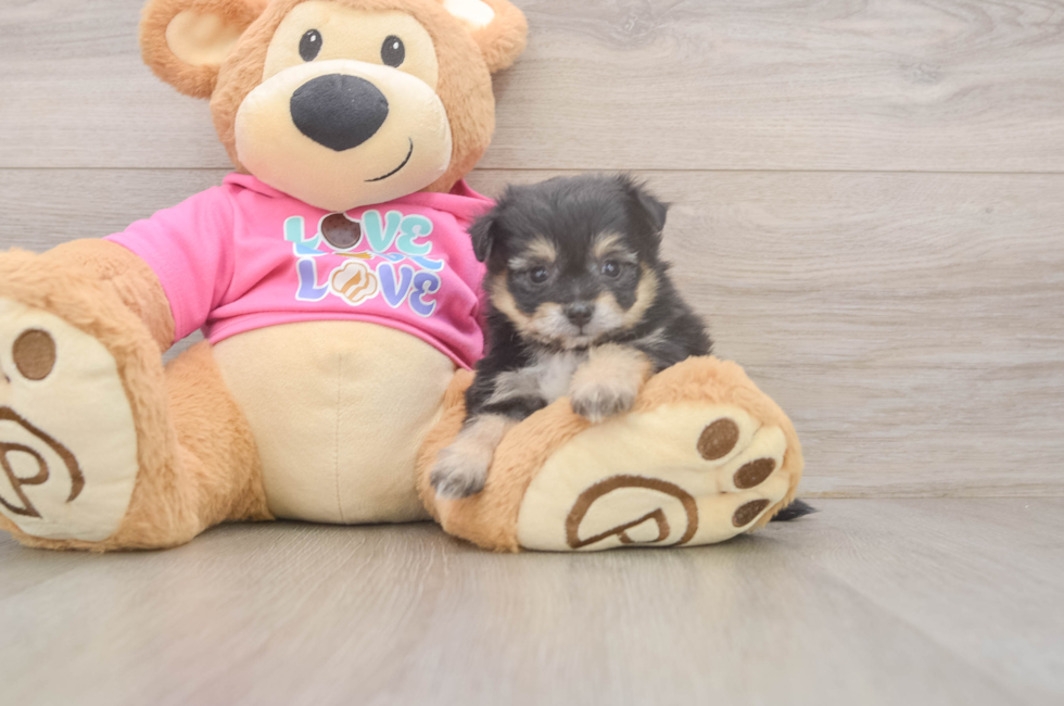 5 week old Pomachon Puppy For Sale - Premier Pups