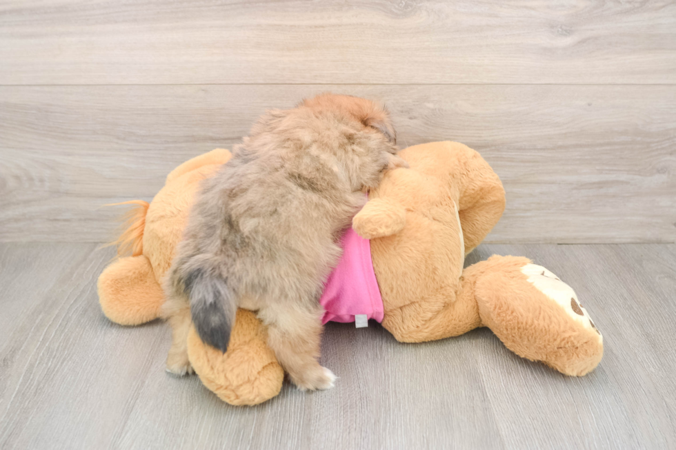 Pomachon Pup Being Cute