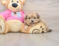 5 week old Pomachon Puppy For Sale - Premier Pups
