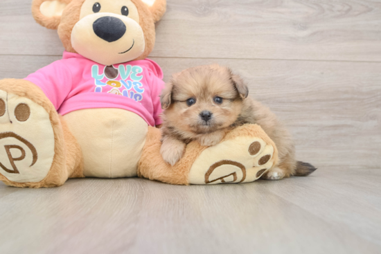 Cute Pomachon Baby