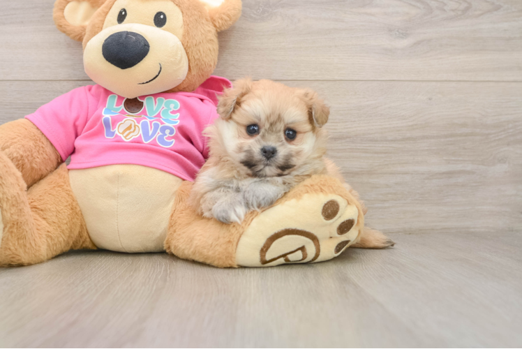 Pomachon Puppy for Adoption