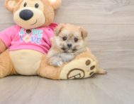 5 week old Pomachon Puppy For Sale - Premier Pups