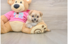 Pomachon Puppy for Adoption