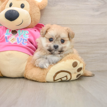 Pomachon Puppy for Adoption