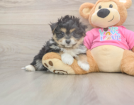 5 week old Pomachon Puppy For Sale - Premier Pups