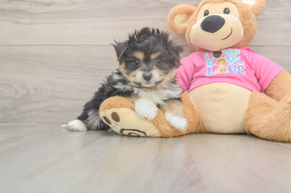 6 week old Pomachon Puppy For Sale - Premier Pups