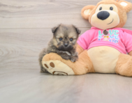 5 week old Pomachon Puppy For Sale - Premier Pups