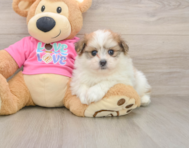 5 week old Pomachon Puppy For Sale - Premier Pups