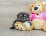 6 week old Pomachon Puppy For Sale - Premier Pups