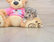 5 week old Pomachon Puppy For Sale - Premier Pups