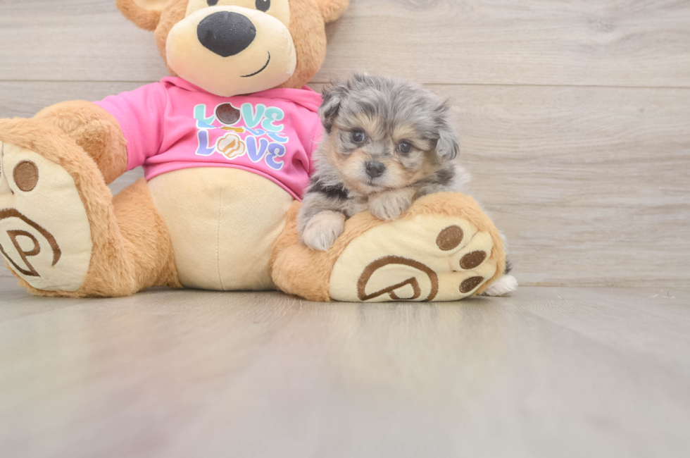 5 week old Pomachon Puppy For Sale - Premier Pups