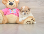 5 week old Pomachon Puppy For Sale - Premier Pups